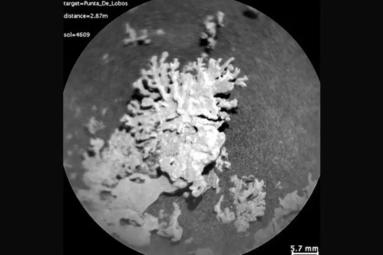 Coral like, flower-like rock on Mars captured by NASA's Perseverance rover.