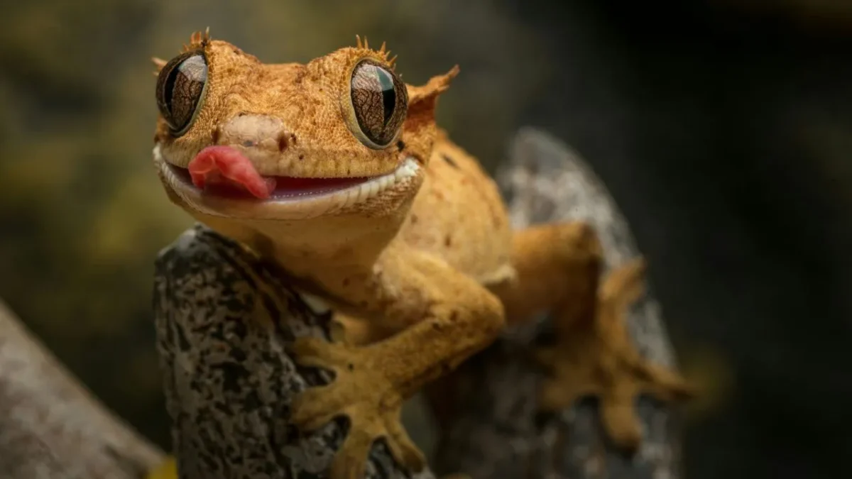 A close-up image of a Gecko