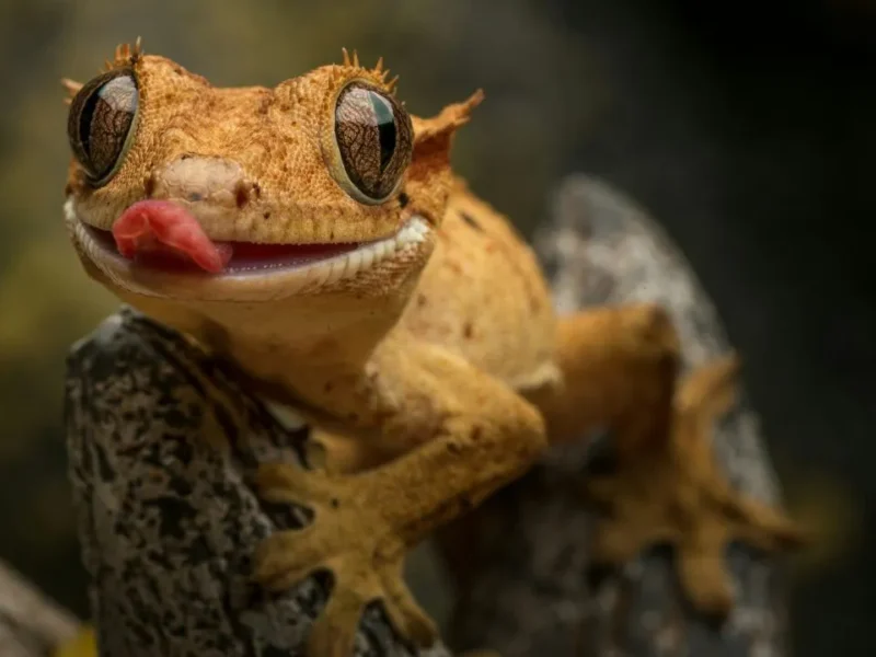 A close-up image of a Gecko