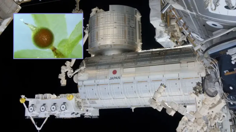 Moss spores survive nine months outside the ISS.
