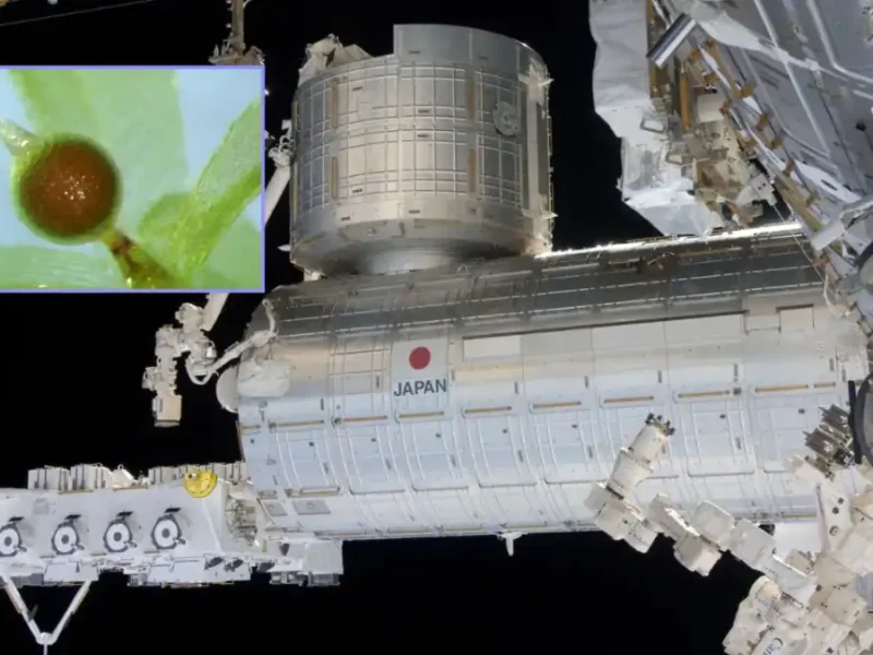 Moss spores survive nine months outside the ISS and still grow back on Earth