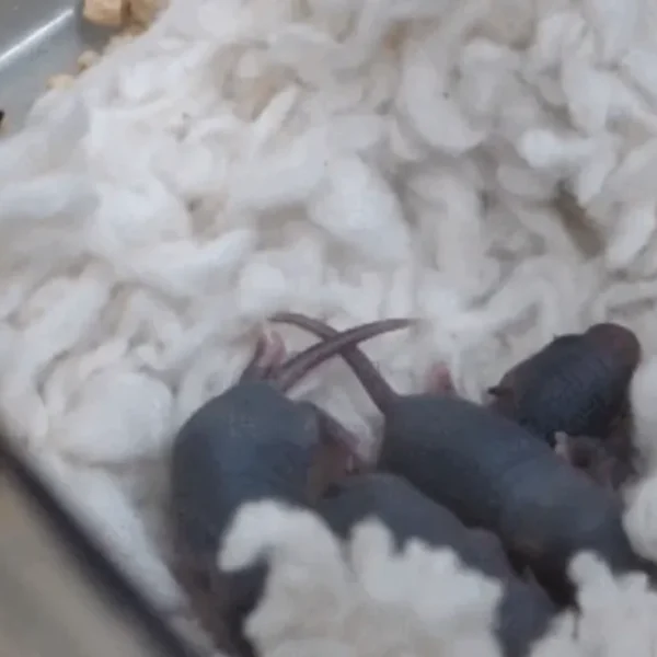 Mouse From Shenzhou-21 Space Mission Gives Birth to Healthy Pups on Earth
