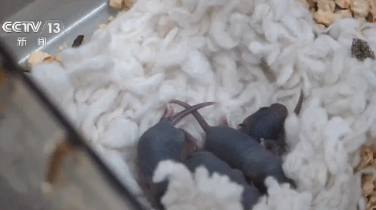 Mouse From Shenzhou-21 Space Mission Gives Birth to Healthy Pups on Earth