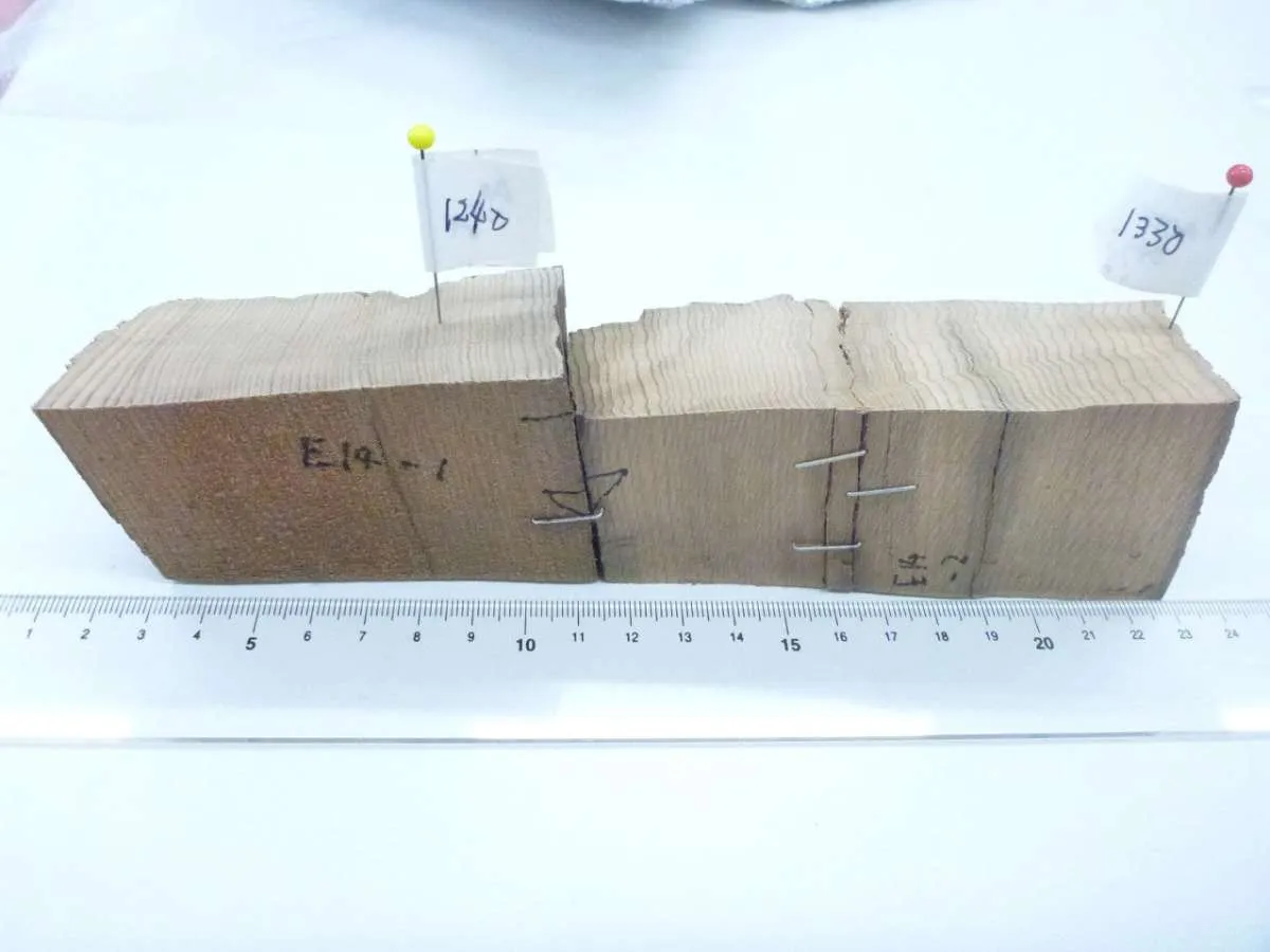 Asunaro cypress tree samples.